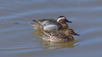 Coppia di anatra marzaiola sul lago 