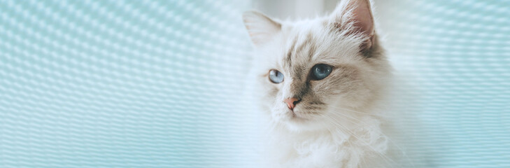 Portrait of beautiful sacred cat of burma. panoramic banner