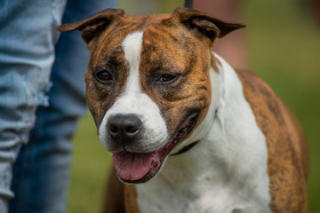 Brindle American Staffordshire Terrier head, owner behind