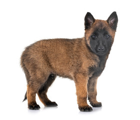 puppy malinois in studio