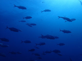 海中の青の世界を泳ぐ魚群