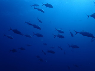 Obraz na płótnie Canvas 海中の青の世界を泳ぐ魚群