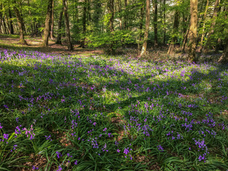 Fototapeta premium BlueBell Woods, Blue Bells in Woodland area in Spring Time