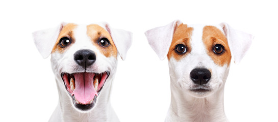 Portrait of a cheerful and sad dog breed Jack Russell Terrier, closeup, isolated on white background
