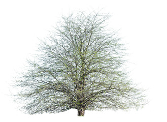 Fototapeta na wymiar tree without leaves isolated on white background 