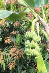 Obraz premium bunch of bananas (thailand)