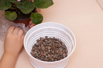 Care for indoor plants: transplanting into a new pot. A little boy helps to care for the plant.