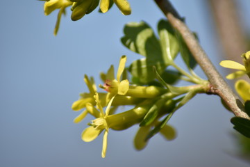 Stachelbeere mit gelben Blüten