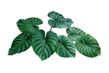 Heart shaped bicolors leaves of Philodendron plowmanii the rare exotic rainforest foliage plant isolated on white background, clipping path included. © Chansom Pantip