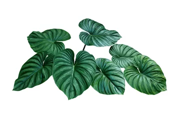 Fototapete Pflanzen Herzförmige zweifarbige Blätter von Philodendron plowmanii die seltene exotische Regenwaldlaubpflanze einzeln auf weißem Hintergrund, inklusive Beschneidungspfad.
