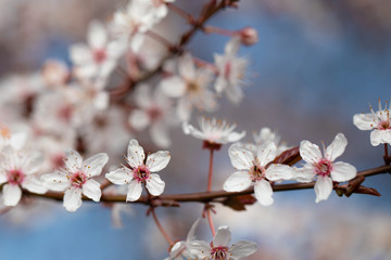 Blossom. Bokeh. Cherry Tree. Flowers. Spring