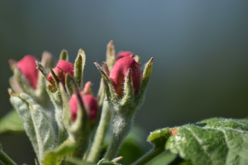 Knospen an einem Säulenapfel