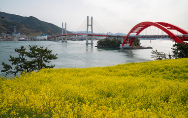 삼천포 대교 유채꽃