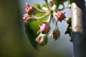 Obraz premium Knospen an einem Säulenapfel