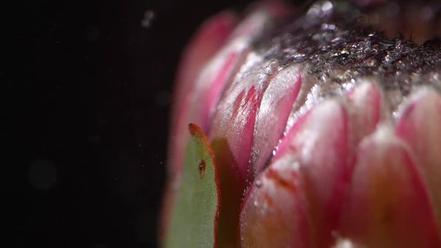 Protea into the water