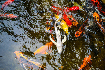 koi fish in pond