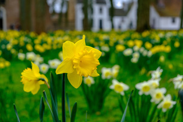 Campo de flores amarillas