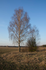 Obraz premium group of trees in a field against a blue sky. landscape against the blue sky