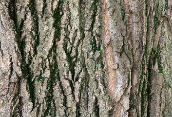 Bark of a tree macro. Close Up Bark of a deciduous tree