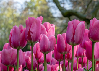 Macro photo of pink tulips at Keukenhof Gardens, Lisse, South Holland, Netherlands. Keukenhof is known as the Garden of Europe.