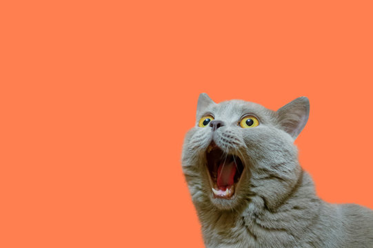 A lilac British cat looking up. The cat opened his mouth with a mad look. The concept of an animal that is surprised or amazed. The figure of a cat on an isolated background of coral color.
