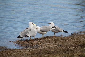 Group Of Seagulls, William Hawrelak Park, Edmonton, Alberta