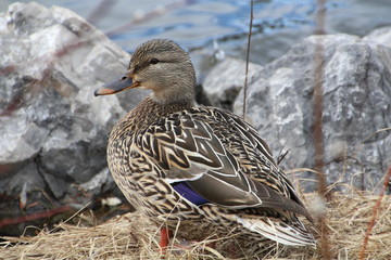Closeup Of Female Mallard, William Hawrelak Park, Edmonton, Alberta