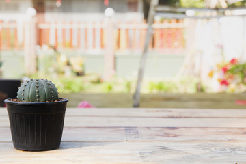 A beautiful small cactus on the wooden table top. Garden background usage.