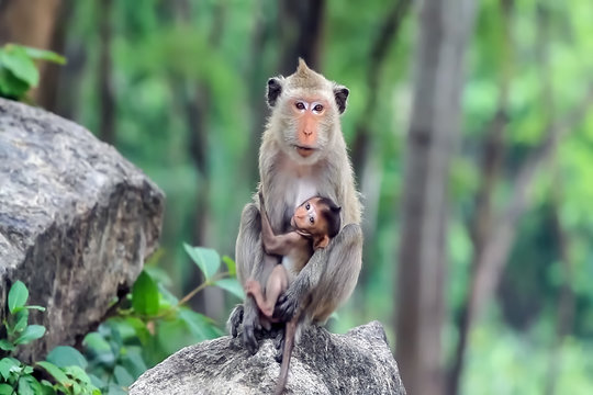 Blur background, no focusing -Abstract image for the background. Monkey kid on the mother's breast