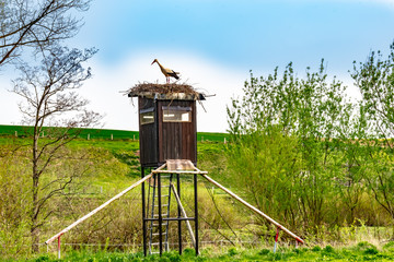 Wildlife, stork, spring - A white stork (Ciconia ciconia) stands on its nest, which he built on a...