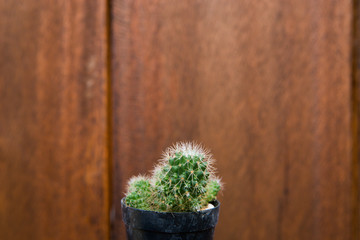 An outstanding small cactus isolated wooden background.