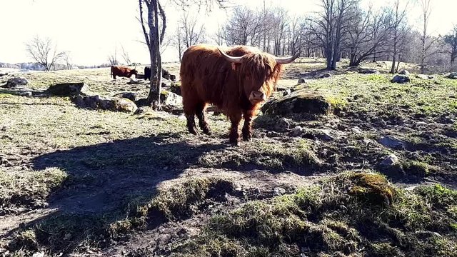 Brown Highland cow / J&auml;rvaf&auml;ltet National Park / J&auml;rf&auml;lla / Stockholm/  Sweden