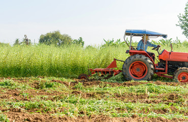 Fototapeta premium Farmer use Tractor Incorporation the Green manure