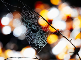 Spider web with dew drops early in the morning sun, Yach Elzach, Black Forest, Baden-Württemberg, Germany