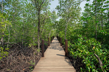 Tropical Climate, Rayong, Thailand, Mangrove Forest, Bridge - Built Structure