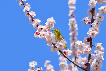 メジロと梅
