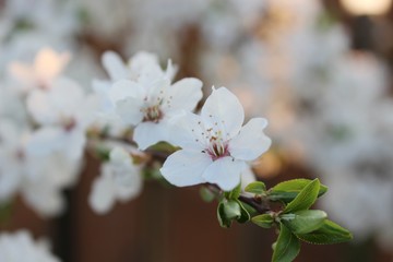 Blooming Cherry Orchard