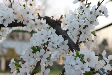 Blooming Cherry Orchard