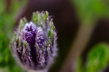 Kuhschelle, Küchenschelle