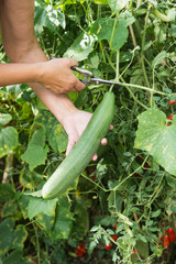 Senior woman harvesting cucumber in vegetable garden, Altötting, Bavaria, Germany
