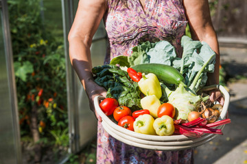 Senior woman with a basket of harvested vegetables in a garden, Altötting, Bavaria, Germany