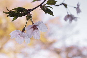 桜の花のクローズアップ