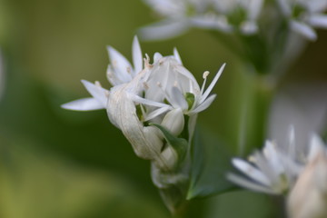 Blühender Bärlauch (Allium ursinum) - Bärlauchblüten