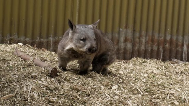 Southern Hairy Nosed Wombat looks curiously at the camera.