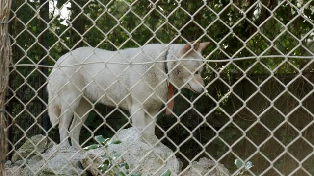 Captive white dingo standing on a rock. WIDE SHOT