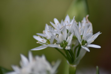 Blühender Bärlauch (Allium ursinum) - Bärlauchblüten