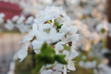 Blooming Cherry Orchard