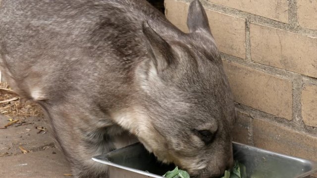Southern Hairy Nosed Wombat appears from its enclosure and starts to eat some leafy food from a silver dish.