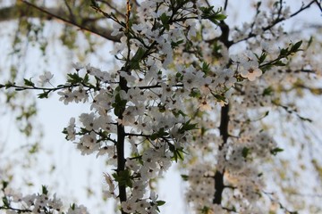 Blooming Cherry Orchard