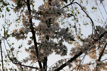Blooming Cherry Orchard